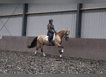 PRE, Wallach, 5 Jahre, 165 cm, Falbe