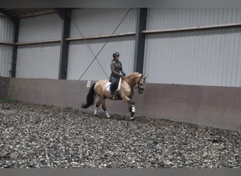 PRE, Wallach, 5 Jahre, 165 cm, Falbe
