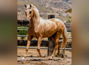 PRE Mix, Wallach, 5 Jahre, 165 cm, Palomino