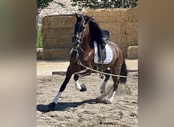 PRE Mix, Wallach, 5 Jahre, 165 cm, Rappe