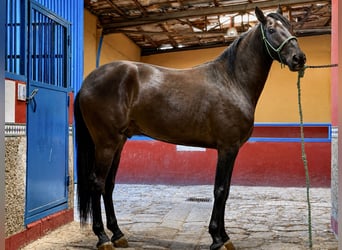 PRE, Wallach, 5 Jahre, 165 cm, Rappe