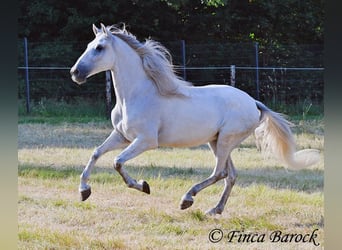 PRE Mix, Wallach, 5 Jahre, 165 cm, Schimmel