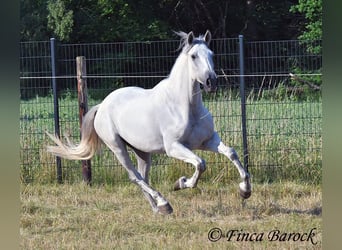 PRE Mix, Wallach, 5 Jahre, 165 cm, Schimmel