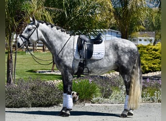 PRE Mix, Wallach, 5 Jahre, 165 cm, Schimmel