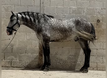 PRE Mix, Wallach, 5 Jahre, 165 cm, Schimmel