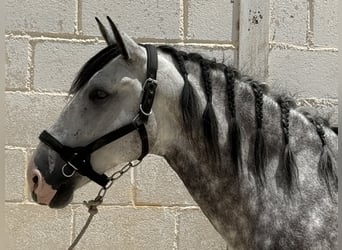PRE Mix, Wallach, 5 Jahre, 165 cm, Schimmel