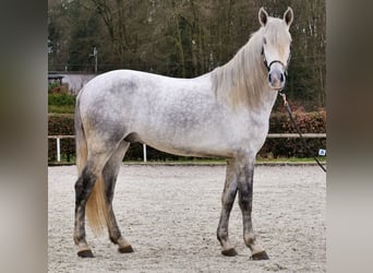 PRE, Wallach, 5 Jahre, 165 cm, Schimmel