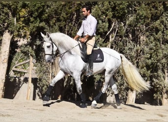 PRE, Wallach, 5 Jahre, 165 cm, Schimmel