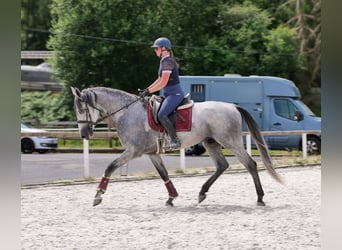 PRE, Wallach, 5 Jahre, 165 cm, Schimmel