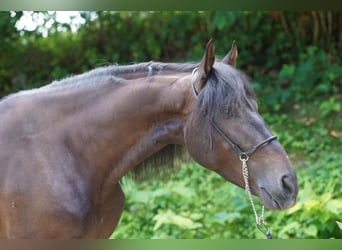 PRE Mix, Wallach, 5 Jahre, 165 cm, Schwarzbrauner