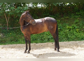 PRE Mix, Wallach, 5 Jahre, 165 cm, Schwarzbrauner