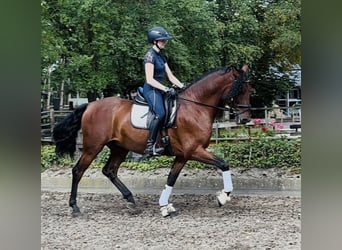 PRE, Wallach, 5 Jahre, 166 cm, Brauner