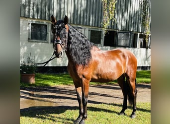 PRE, Wallach, 5 Jahre, 166 cm, Brauner