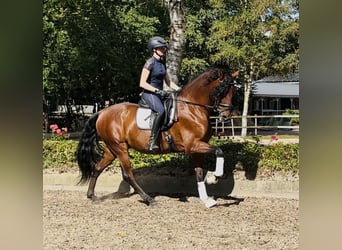 PRE, Wallach, 5 Jahre, 166 cm, Brauner