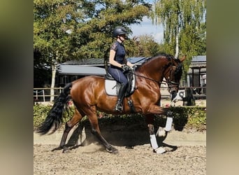 PRE, Wallach, 5 Jahre, 166 cm, Brauner