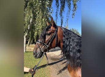 PRE, Wallach, 5 Jahre, 166 cm, Brauner