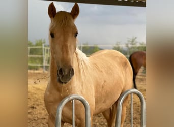 PRE Mix, Wallach, 5 Jahre, 166 cm, Palomino