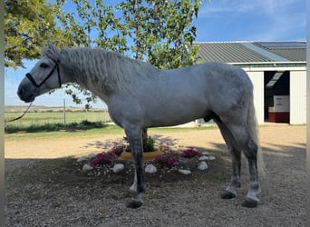 PRE, Wallach, 5 Jahre, 166 cm, Schimmel