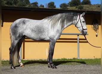 PRE, Wallach, 5 Jahre, 166 cm, Schimmel