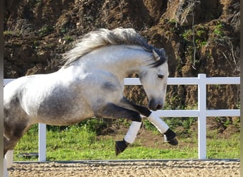 PRE, Wallach, 5 Jahre, 166 cm, Schimmel
