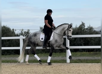 PRE, Wallach, 5 Jahre, 166 cm, Schimmel