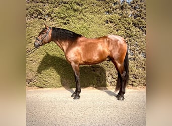 PRE Mix, Wallach, 5 Jahre, 167 cm, Brauner