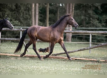 PRE, Wallach, 5 Jahre, 167 cm, Rappe