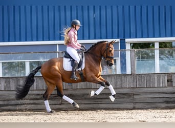PRE, Wallach, 5 Jahre, 168 cm, Brauner