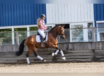 PRE, Wallach, 5 Jahre, 168 cm, Brauner