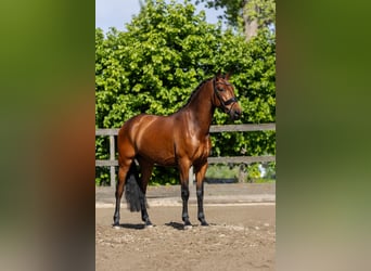 PRE, Wallach, 5 Jahre, 168 cm, Brauner