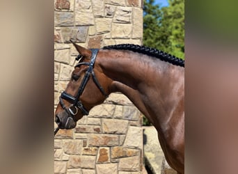 PRE Mix, Wallach, 5 Jahre, 168 cm, Brauner