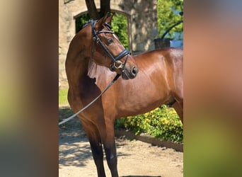 PRE Mix, Wallach, 5 Jahre, 168 cm, Brauner