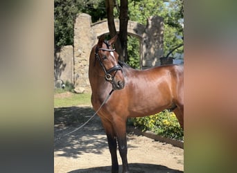 PRE Mix, Wallach, 5 Jahre, 168 cm, Brauner