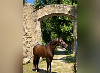 PRE Mix, Wallach, 5 Jahre, 168 cm, Brauner