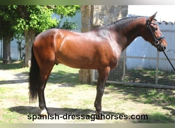 PRE Mix, Wallach, 5 Jahre, 168 cm, Brauner