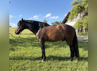 PRE, Wallach, 5 Jahre, 168 cm, Brauner