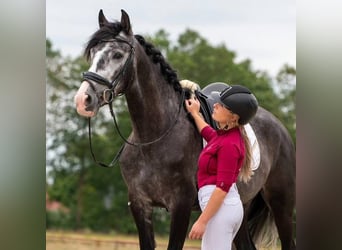 PRE Mix, Wallach, 5 Jahre, 168 cm, Schimmel
