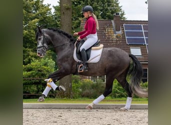 PRE Mix, Wallach, 5 Jahre, 168 cm, Schimmel