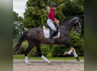 PRE Mix, Wallach, 5 Jahre, 168 cm, Schimmel