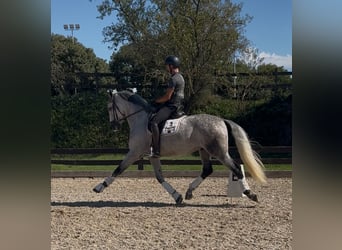 PRE Mix, Wallach, 5 Jahre, 169 cm, Apfelschimmel