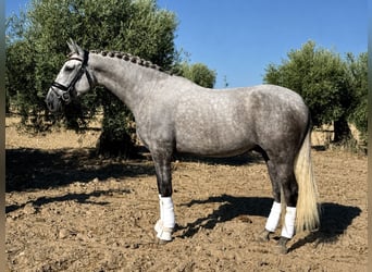 PRE, Wallach, 5 Jahre, 169 cm, Apfelschimmel