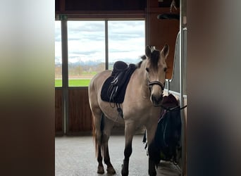 PRE, Wallach, 5 Jahre, 169 cm, Buckskin