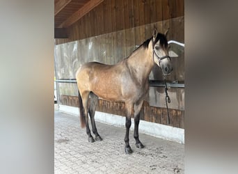 PRE, Wallach, 5 Jahre, 169 cm, Buckskin