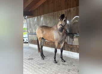 PRE, Wallach, 5 Jahre, 169 cm, Buckskin