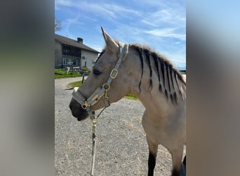 PRE, Wallach, 5 Jahre, 169 cm, Buckskin