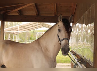 PRE, Wallach, 5 Jahre, 169 cm, Buckskin