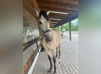 PRE, Wallach, 5 Jahre, 169 cm, Buckskin