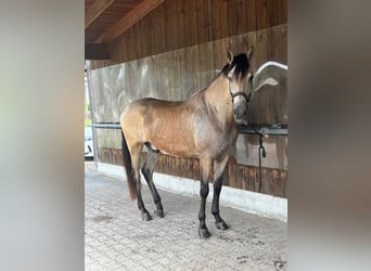 PRE, Wallach, 5 Jahre, 169 cm, Buckskin