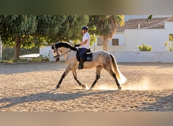 PRE Mix, Wallach, 5 Jahre, 170 cm, Apfelschimmel