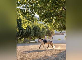 PRE Mix, Wallach, 5 Jahre, 170 cm, Apfelschimmel